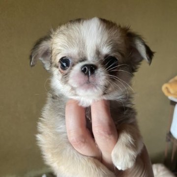 チワワ(ロング)【栃木県・男の子・2023年2月27日・フォーン&ホワイト】の写真「まん丸お顔の超可愛い男子君」