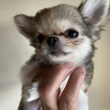 チワワ(ロング)【栃木県・女の子・2024年3月4日・フォーン&ホワイト】の写真「可愛すぎるちわわちゃん」