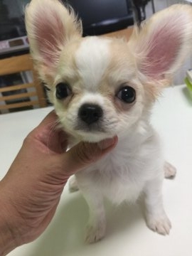 チワワ(ロング)【栃木県・男の子・2018年5月29日・クリーム】の写真「お鼻短くて口太。性格も明るくて可愛い。」