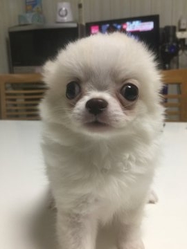 チワワ(ロング)【栃木県・男の子・2018年6月10日・クリーム】の写真「ムックリした可愛い僕」