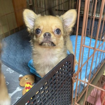 チワワ(ロング)【栃木県・男の子・2024年4月15日・フォーン 濃いめ】の写真「素直な良い子です🐶」