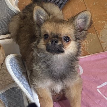 チワワ(ロング)【栃木県・男の子・2024年4月15日・フォーン】の写真「小降りで可愛い子」