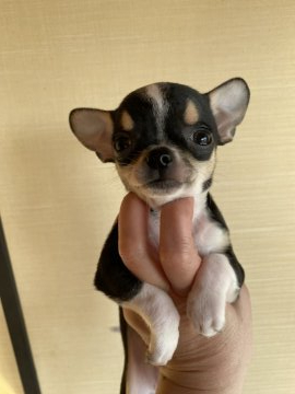 チワワ(スムース)【栃木県・男の子・2022年2月8日・ブラックタン&ホワイト】の写真「とても可愛子です。」