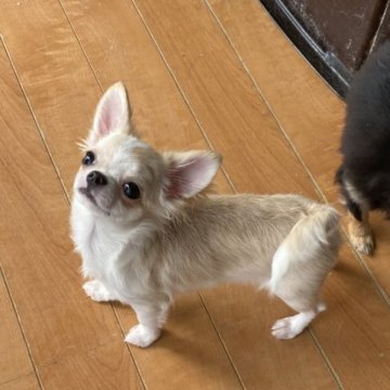 チワワ(ロング)【栃木県・男の子・2022年12月3日・ホワイトクリーム】の写真「とっても可愛いチワワ君」