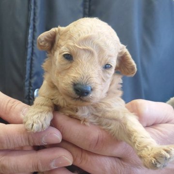 トイプードル(トイ)【埼玉県・男の子・2025年1月19日・アプリコット】の写真「キュートな男の子♪」
