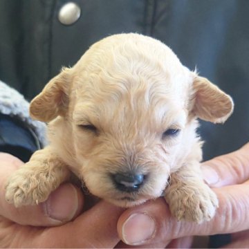 トイプードル(トイ)【埼玉県・男の子・2025年1月19日・アプリコット】の写真「チョット小ぶりな男の子♪」