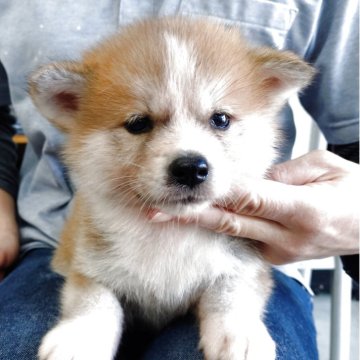 秋田犬【埼玉県・女の子・2025年9月25日・赤】の写真「小柄で美人さん❣️」