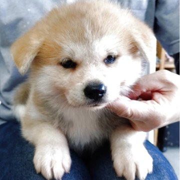 秋田犬【埼玉県・女の子・2025年9月25日・赤】の写真「良質な子犬をお探しの方へ❣️」