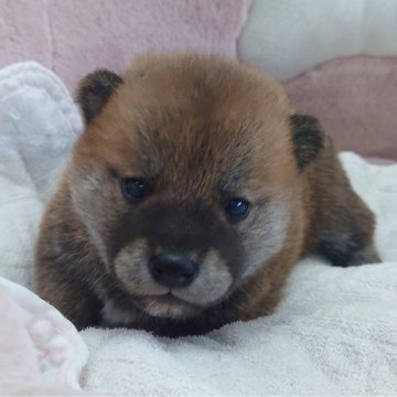 柴犬(標準サイズ)【埼玉県・男の子・2024年10月29日・赤】の写真「ハンサム君♪」