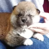 秋田犬