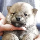 柴犬(標準サイズ)