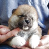 秋田犬