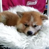 秋田犬【埼玉県・女の子・2025年9月25日・赤】の写真3