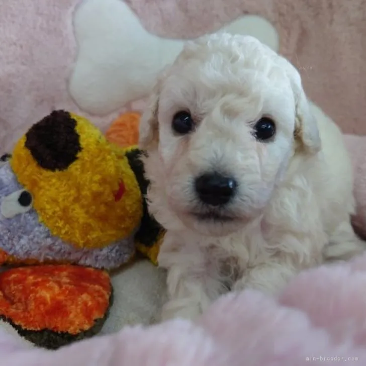 ID：2309-04079の子犬