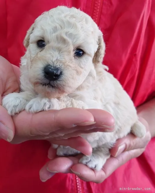 ID：2210-04673の子犬