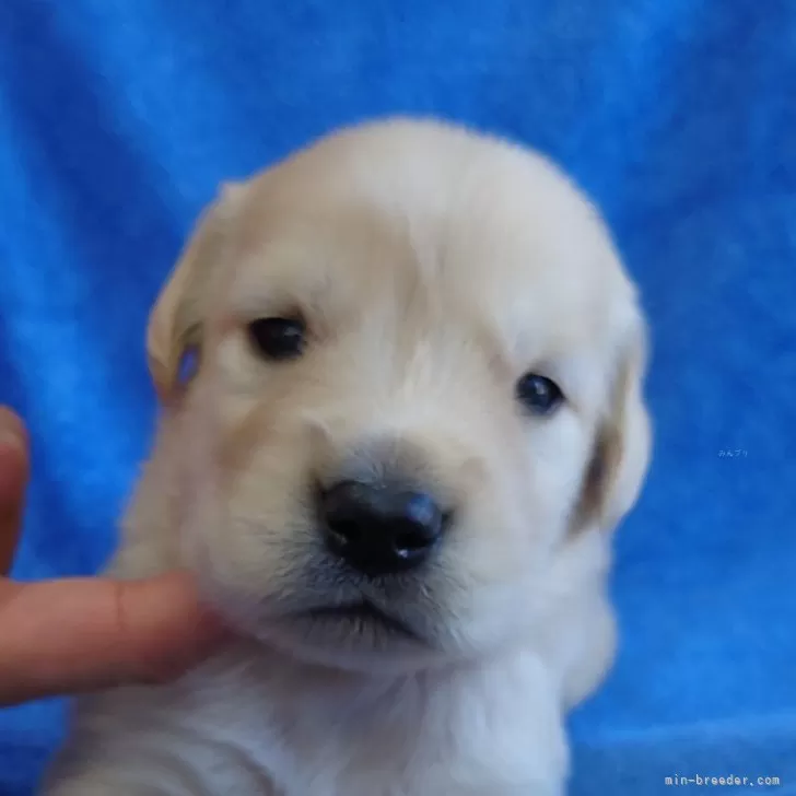 N.M 様のお迎えした子犬