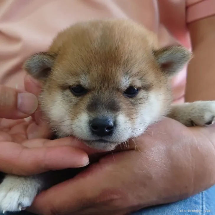 ID：2305-00918の子犬