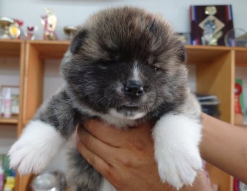 秋田犬【埼玉県・男の子・2022年7月16日・虎】の写真「渋さで勝負！」