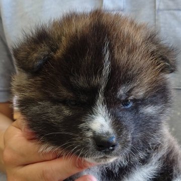 秋田犬【埼玉県・男の子・2024年3月30日・虎】の写真「力強い色目❣️」