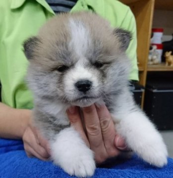 秋田犬【埼玉県・男の子・2019年12月15日・赤】の写真「激カワ 男の子🎵」