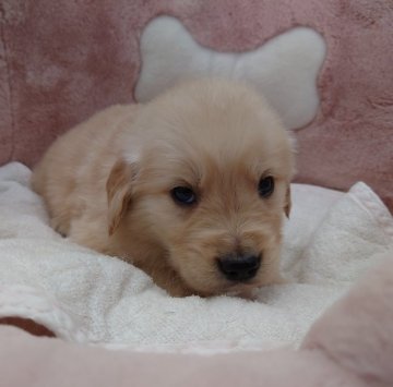 ゴールデンレトリバー【埼玉県・男の子・2022年2月23日・ゴールド】の写真「クリームカラーの男の子」