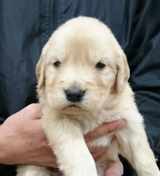 ゴールデンレトリバー【埼玉県・女の子・2018年12月31日・ゴールド】の写真「美しい被毛の女の子」