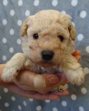 トイプードル(トイ)【埼玉県・男の子・2022年11月10日・ホワイト】の写真「バランスの取れたお顔が魅力的」