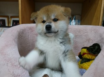 秋田犬【埼玉県・男の子・2021年5月20日・赤】の写真「美形男子！」