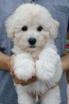 トイプードル(トイ)【埼玉県・男の子・2021年7月24日・ホワイト】の写真「元気印の男の子♪」