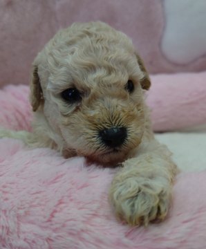 トイプードル(トイ)【埼玉県・男の子・2022年10月2日・ホワイト】の写真「ハンサム＆小ぶりな男の子♪」