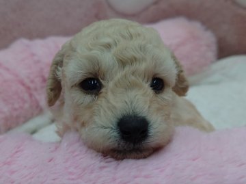 トイプードル(トイ)【埼玉県・女の子・2022年10月2日・ホワイト】の写真「美形です！」