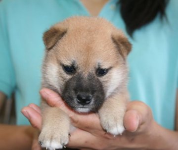 柴犬(標準サイズ)【埼玉県・男の子・2018年7月19日・赤】の写真「男の子らしい精悍なお顔！」