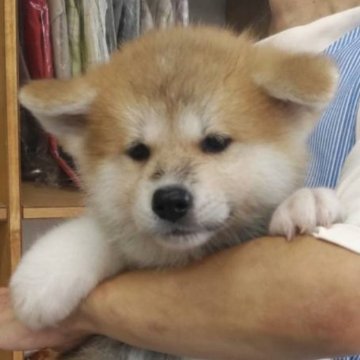 秋田犬【埼玉県・女の子・2024年8月14日・赤】の写真「美形一族 パート3❣️」