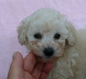 トイプードル(トイ)【埼玉県・女の子・2021年7月13日・ホワイト】の写真「美形です！」
