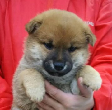 柴犬(標準サイズ)【埼玉県・女の子・2018年12月29日・赤】の写真「小ぶりな美しい女の子」