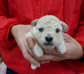 トイプードル(トイ)【埼玉県・女の子・2022年1月18日・ホワイト】の写真「正統派　ホワイトの女の子」