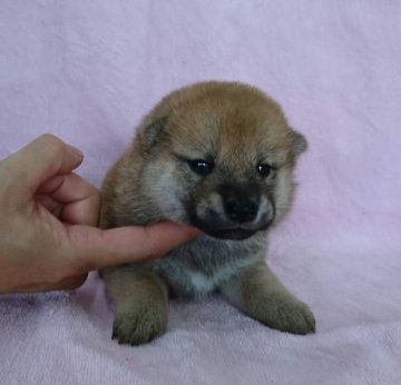 柴犬(標準サイズ)【埼玉県・男の子・2018年9月3日・赤】の写真「美系男子　パート2」