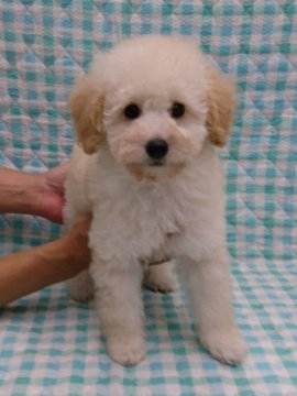 トイプードル(トイ)【埼玉県・男の子・2021年7月13日・ホワイト】の写真「正統派プードルをお探しの方へ」