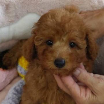 トイプードル(トイ)【埼玉県・女の子・2022年7月22日・レッド】の写真「キュートな女の子♪」