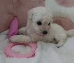 トイプードル(トイ)【埼玉県・女の子・2022年3月1日・ホワイト】の写真2
