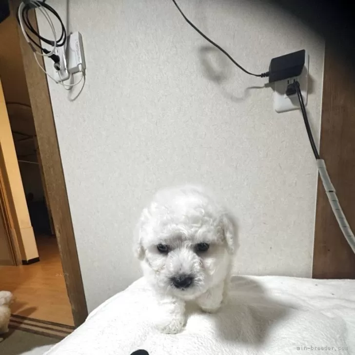 ID：2504-07709の子犬