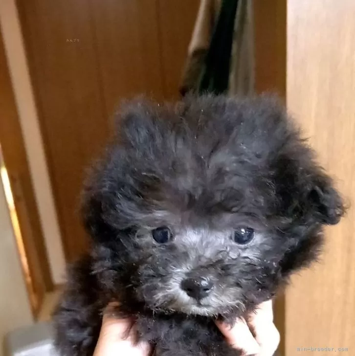 ID:2502-05398の子犬