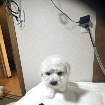 ビションフリーゼ【徳島県・男の子・2025年4月8日・ホワイト】の写真「パパ似のおっとりさん」