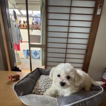 ビションフリーゼ【徳島県・男の子・2024年10月6日・ホワイト】の写真「父KoreaCH系・JKCCH母有名犬舎CH愛娘」