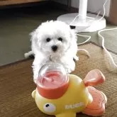 ビションフリーゼ