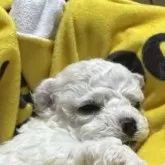 ビションフリーゼ【徳島県・男の子・2025年11月4日・ホワイト】の写真2「女の仔に見えます❤️」