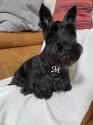 スコティッシュテリア【徳島県・男の子・2024年9月11日・ブラック】の写真6「ままです」