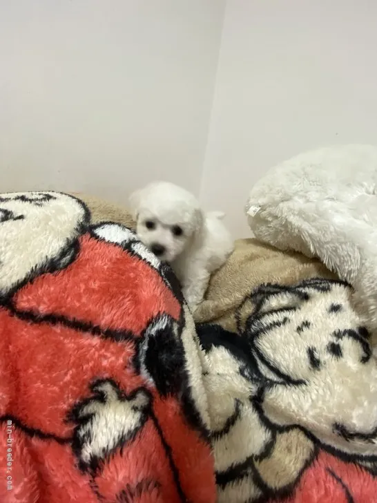 ID：2109-02652の子犬