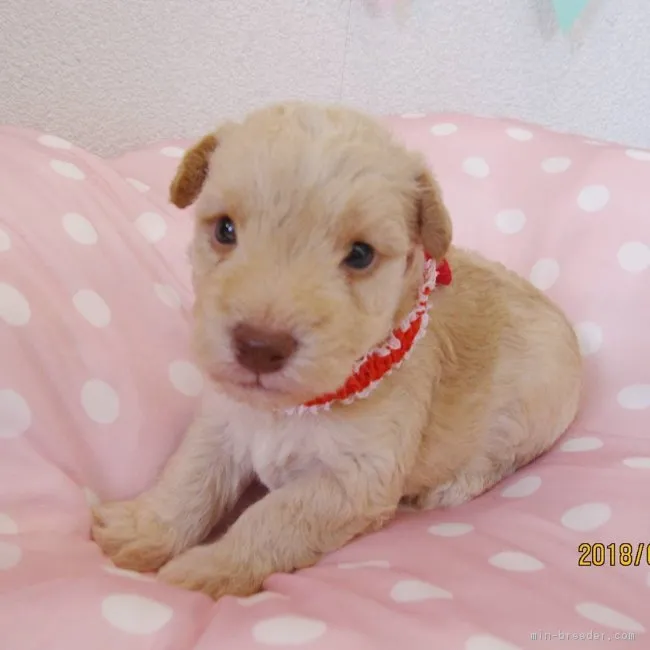 ID:1809-01851の子犬