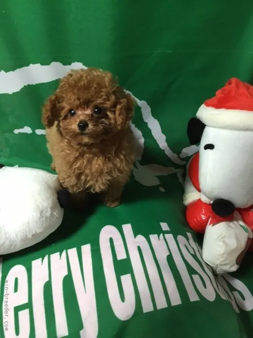マイケル 様のお迎えした子犬